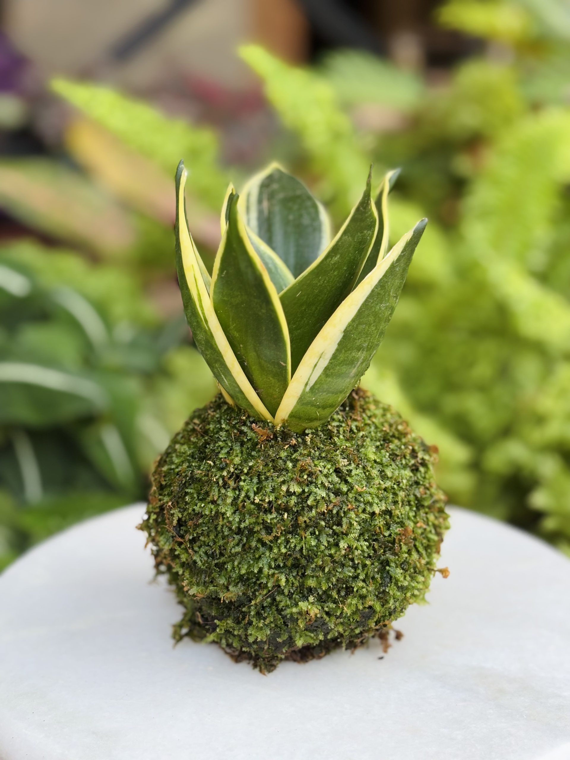 Vaso Per Piante Kokedama In Schiuma – Sfera Verde Intrecciata Per Bonsai E Succulente, Diametri 6/9/12/15 Cm, Decorazione Fai Da Te